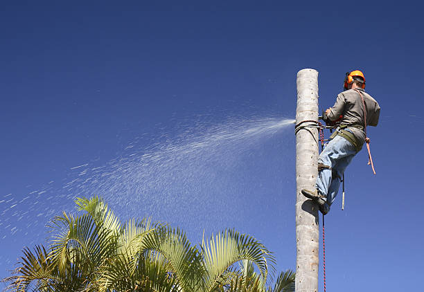 How Our Tree Care Process Works  in  Mount Pleasant, PA